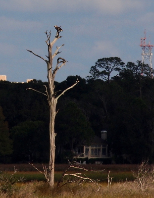 [The white-headed brown bird is perched at the top of a leafless tree with minimal branches. This lone tree is in the midst of tall grasses. In the distance behind it is a house set against a thick expanse of green trees.]